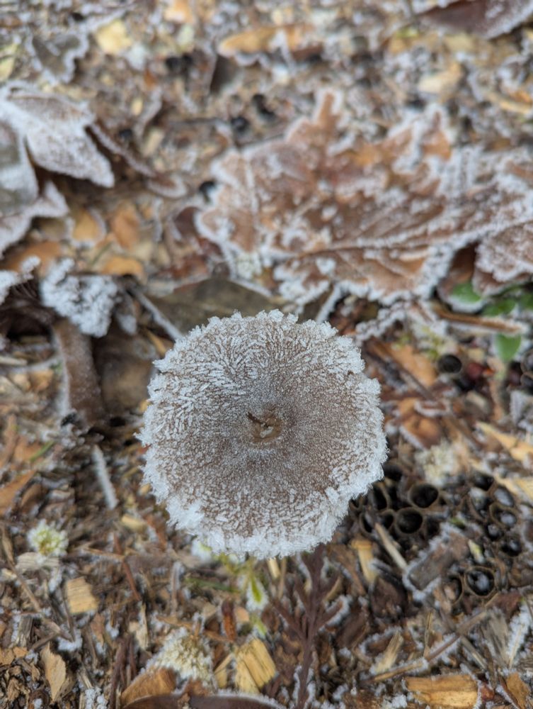 Frost covered mushroom.