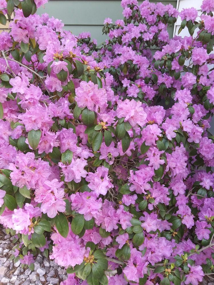 Pink Rhododendron blossoms attracting pollinators like this Bumblebee.