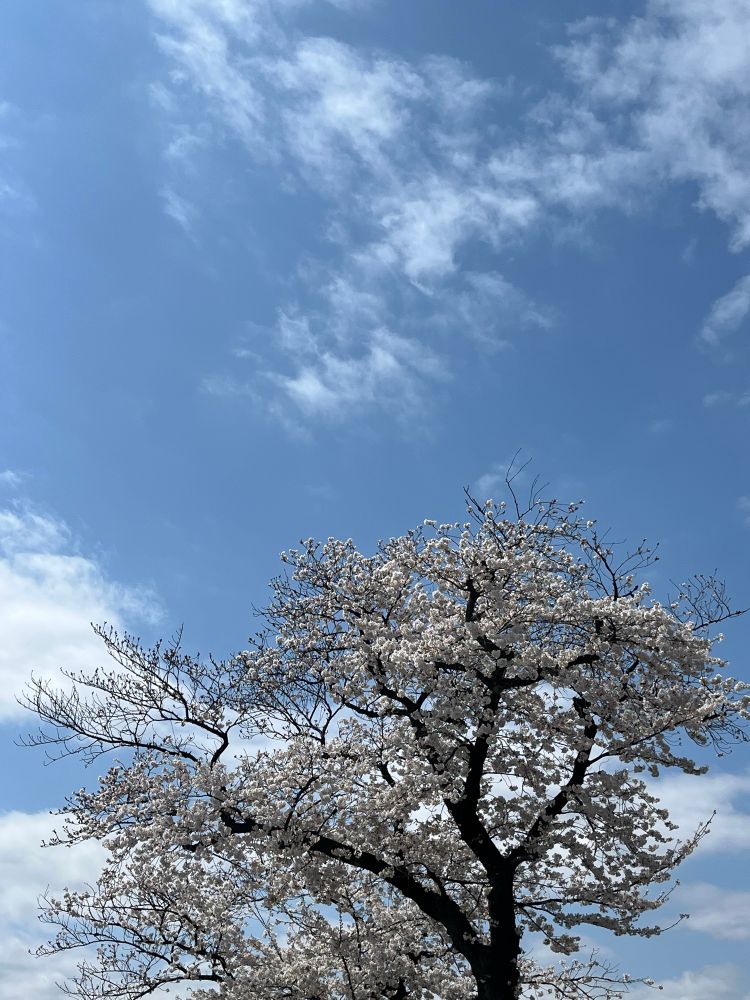 青空と桜。2025年4月5日撮影。