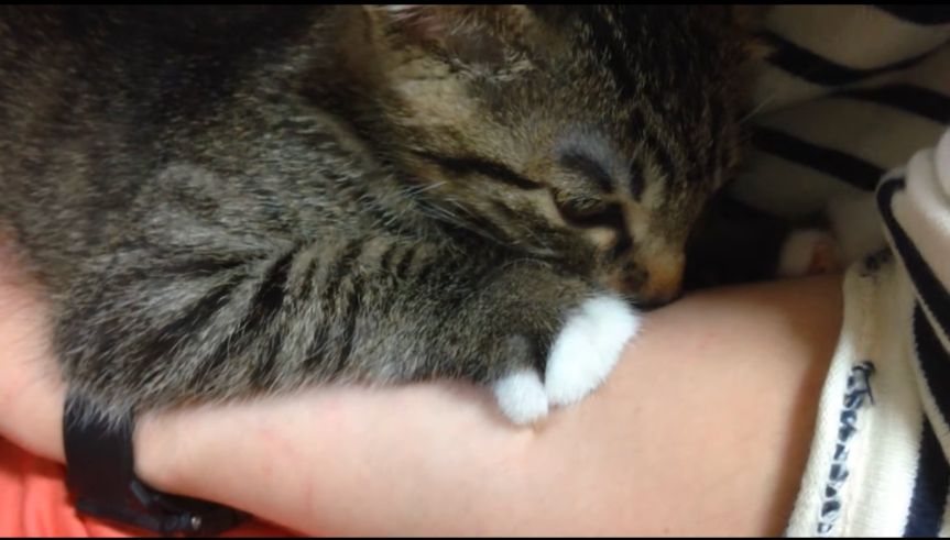 계정주에게 안겨있는 고양이입니다.