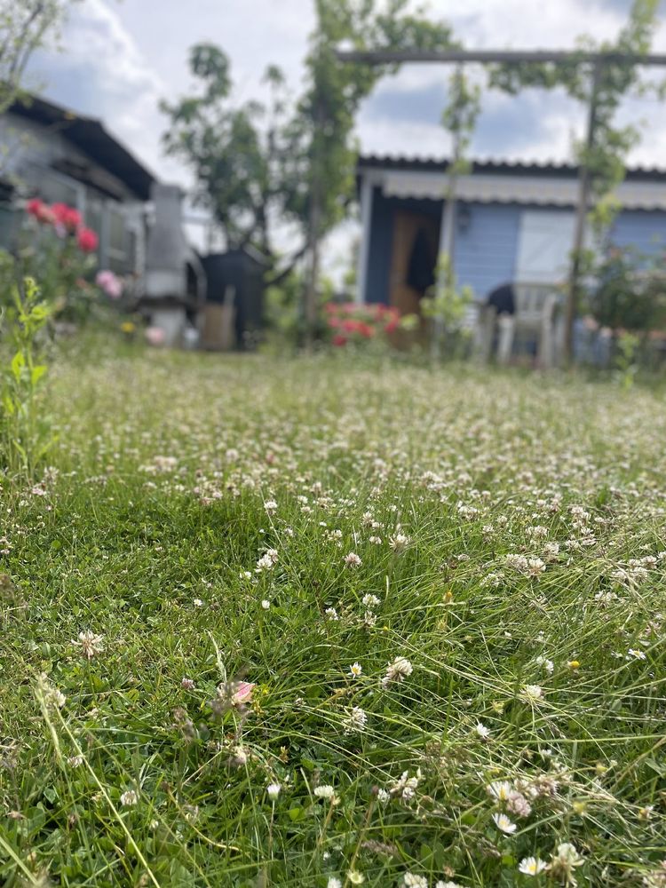 Das Foto zeigt eine Wiese mit Gartenhütte im Hintergrund. Es blüht viel Klee. 