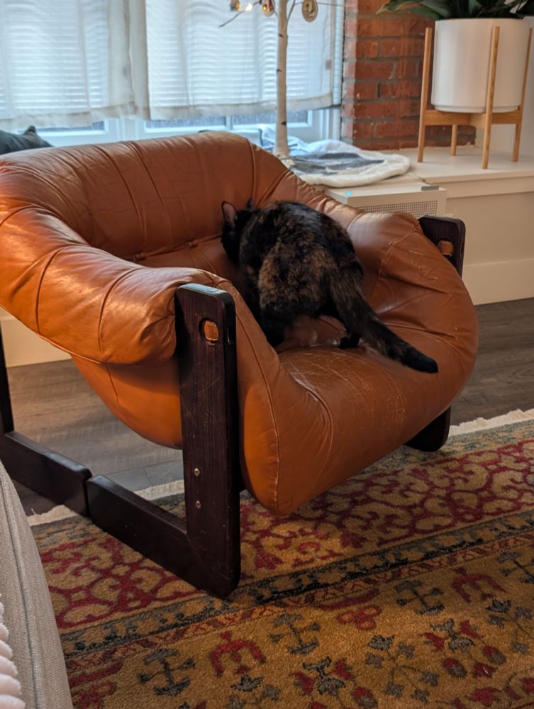 A tortoiseshell cat has jumped into an orange leather lounge chair to examine it.