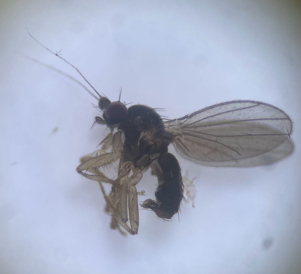 Inbiomyiidae are a family of flies first described in 2006