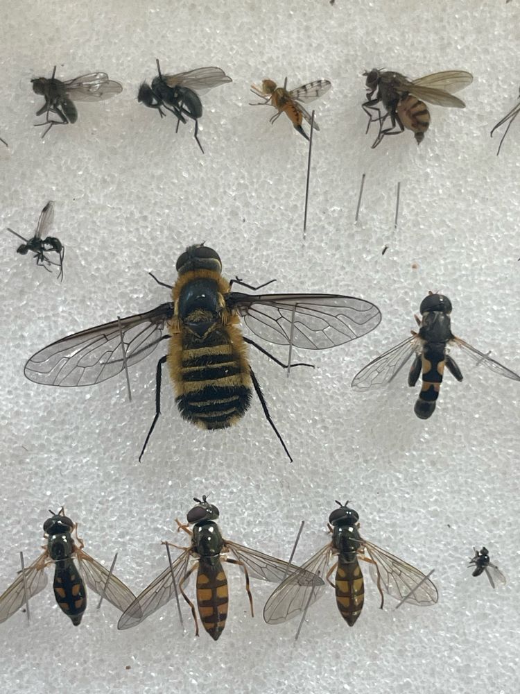 Bombyliidae - Villa cingulata 