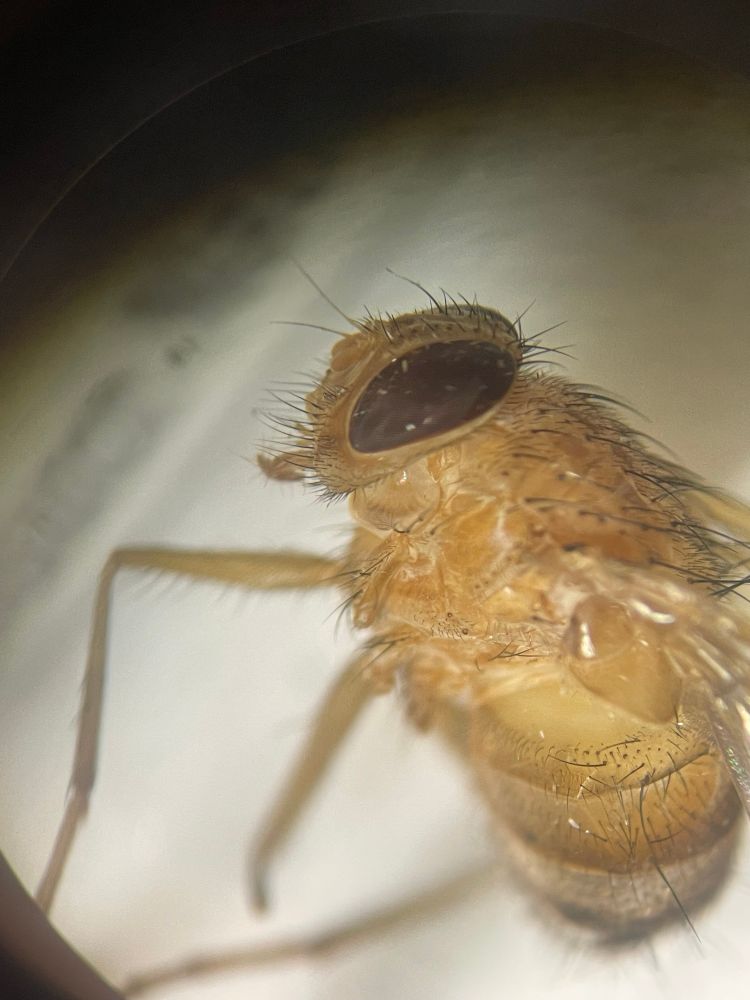 Ormia (Tachinidae) - adult fly 