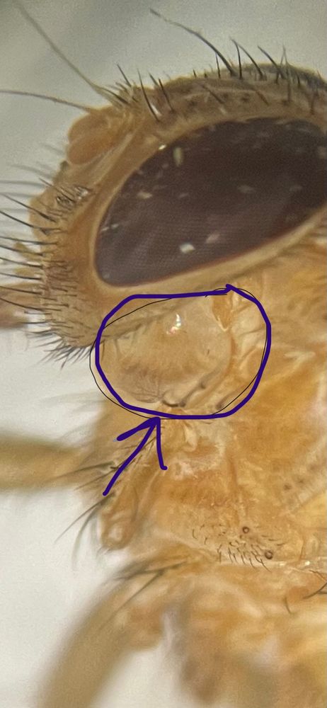 Close up of hearing aid on Ormia species of fly