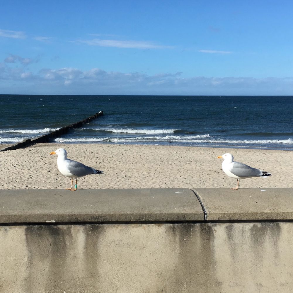 Zwei Möven (von der Seite zu sehen) mit weißem Kopf und Brust und grauem Körper sitzen mit etwas Abstand auf einer Mauer und gucken nach links, dahinter ein Streifen Sandstrand, dahinter dunkelblaues Meer mit einigen weißen Wellen, die am Strand brechen, darüber hellblauer Himmel