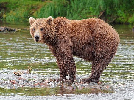 Braunbär