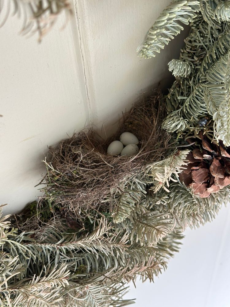 A bird’s nest in a neglected Christmas wreath with three small eggs. 