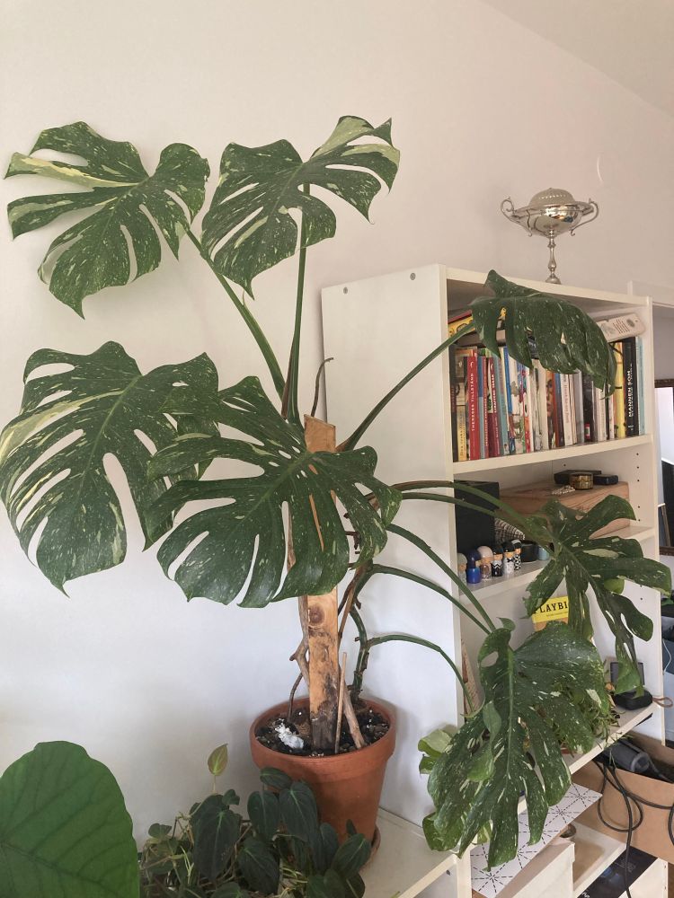 En monstera thai constellation. 