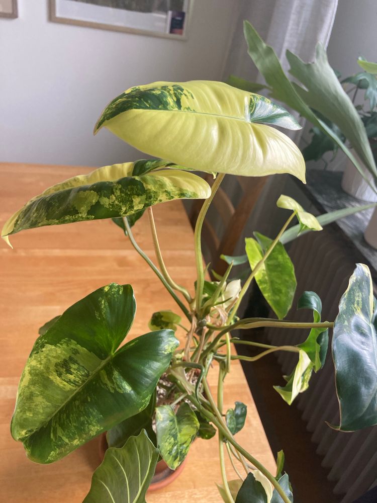 En filodendron burle marx variegata. 
