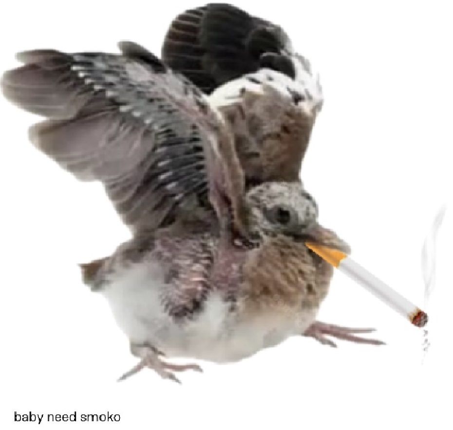 A squab photoshopped to be holding a lit cigarette in its mouth. The caption below says "baby need smoko"
