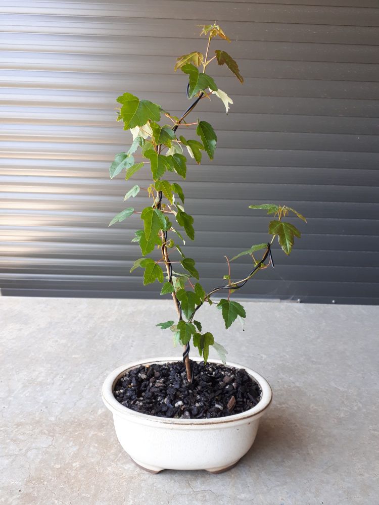 Small Trident Maple tree, my first attempt at a bonsai