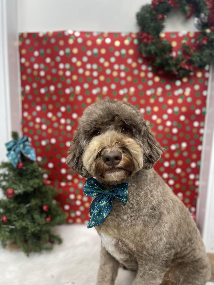 Freshly washed and trimmed labradoodle does not want to be photographed 