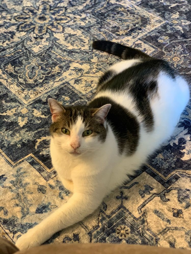 A grey tabby and white cat is laying on a blue rug. Her left paw is stretched out in front of her and her light green eyes look at the camera.