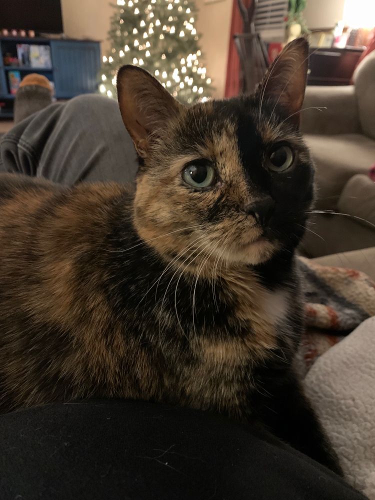 Tortoise shell cat sitting on my lap