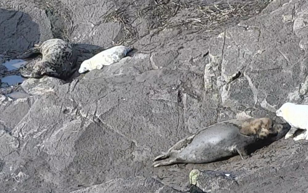 A rocky scene with two large grey seals and two little fluffy white ones with big black eyes.