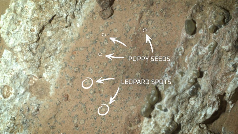 A martian rock with tiny dots marked "poppy seeds" and larger dots marked "leopard spots"