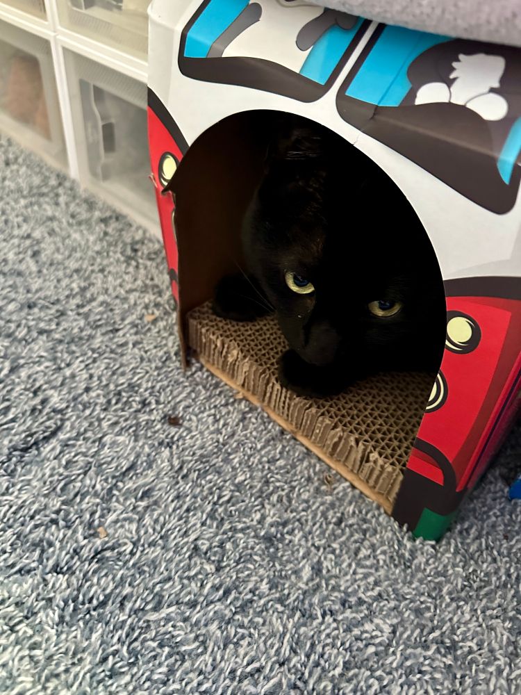 Black cat looking at the camera with her yellow eyes. She is lounging in a cardboard “van”. 