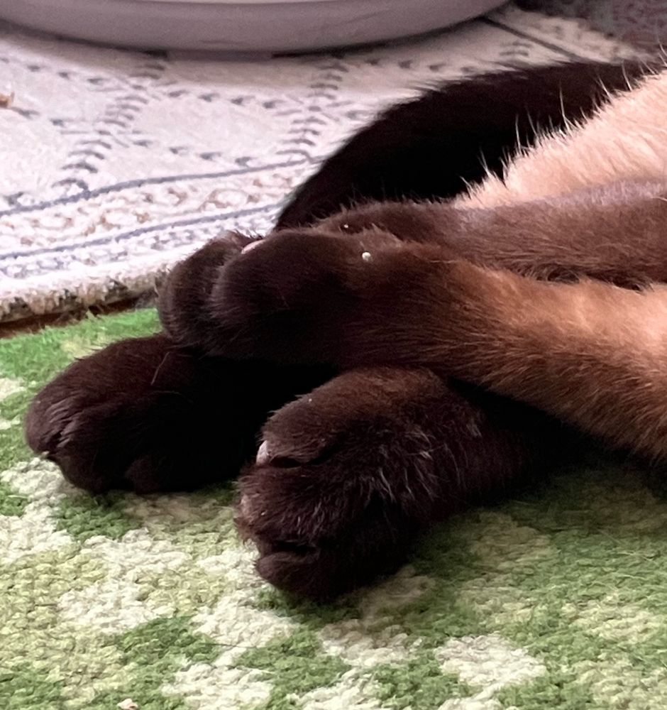 猫の手足しっぽ