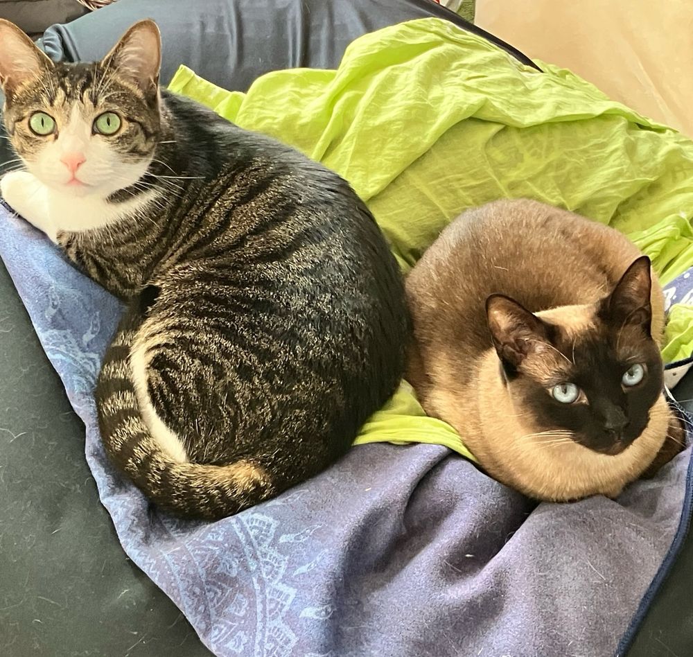 仲あんまりよくない猫たち