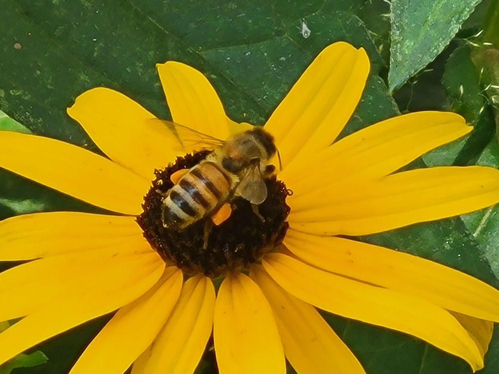 A honeybee sits on the blooming yellow flower of a black eye Susan. Two little clumps of harvested orange pollen are carried by the bee.