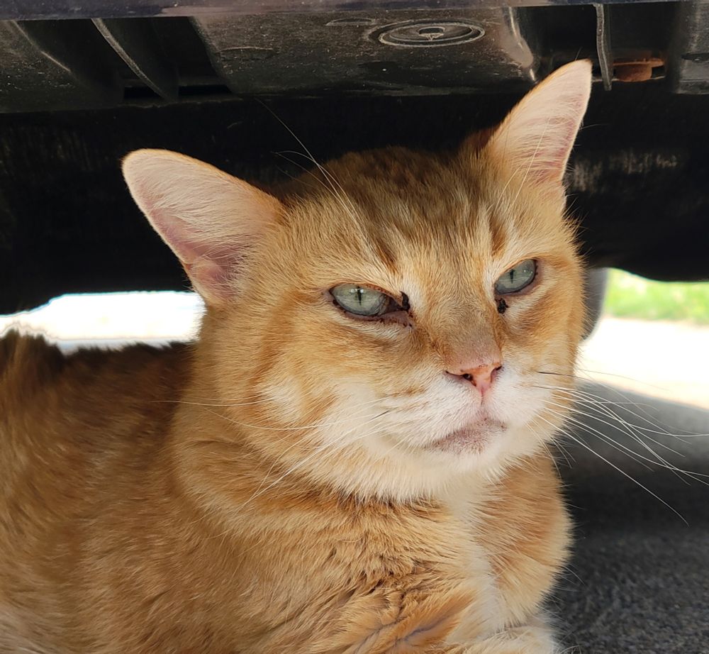 An orange cat, small, elderly, looks at the camera with a satisfied expression. He sits comfortably underneath a car in the shade.