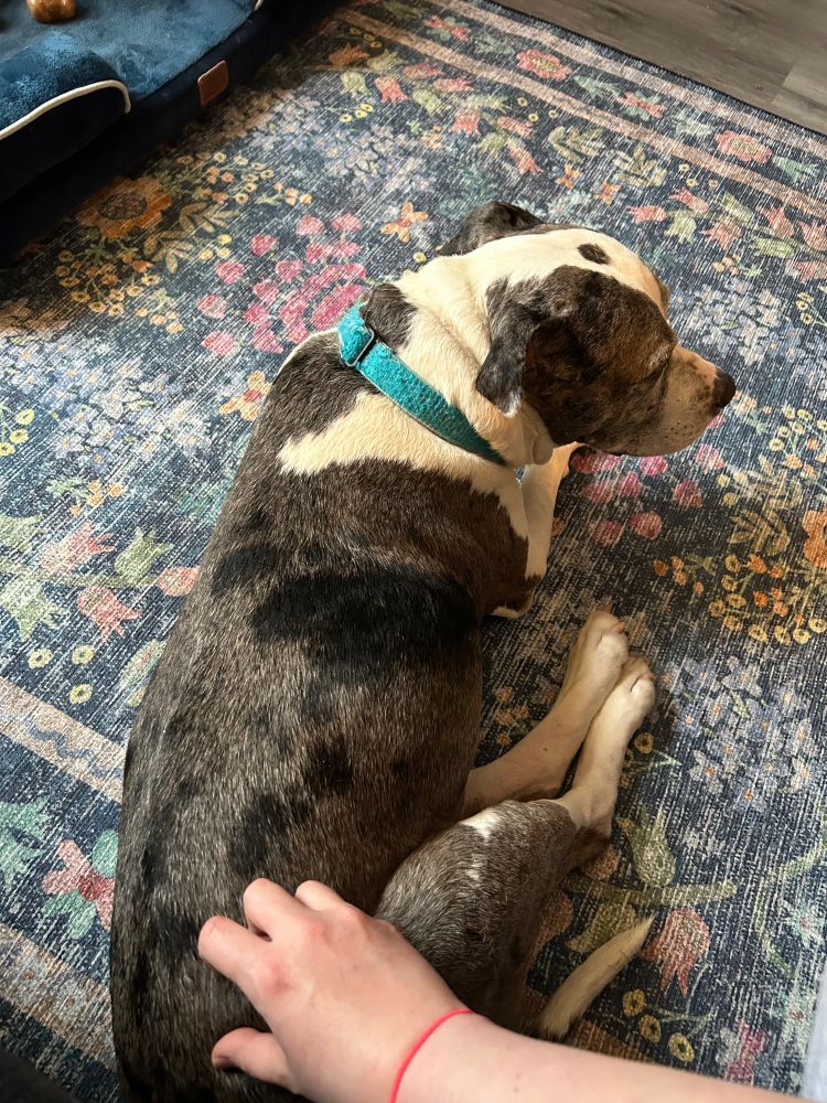 Phoebe, a twelve year old white and grey pitbull with black spots, lays on a blue rug with a floral pattern. 