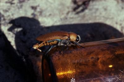 A male Australian jewel beetle attempts to mate with a "stubby" beer bottle. Photo: Darryl Gwynne