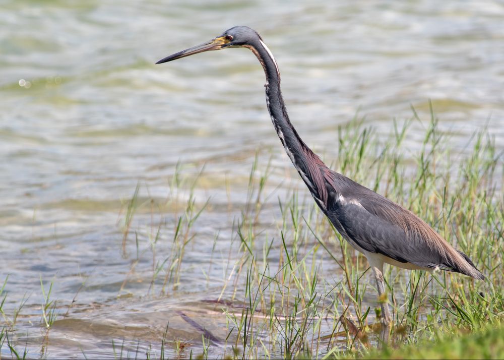 A heron with blues, reddish orange, and white plumage standing in shallow water hunting.