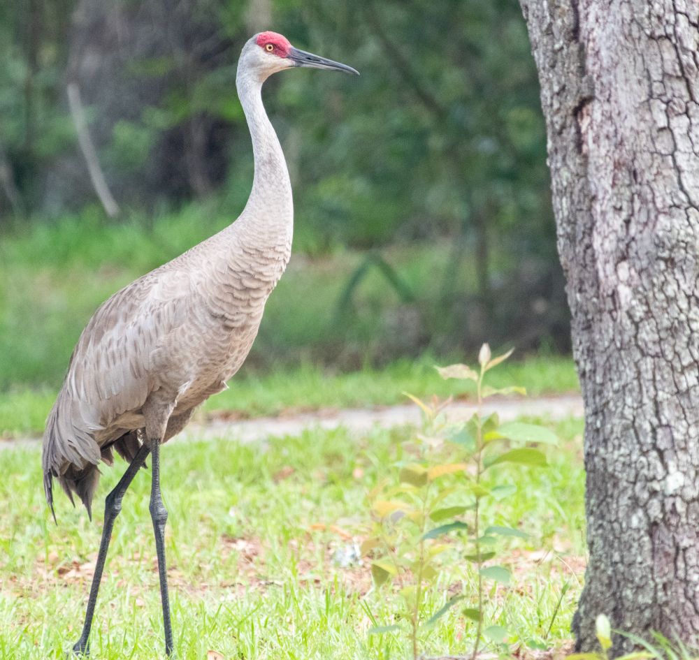 Large grayish crane with red patch on head walking in short grass.