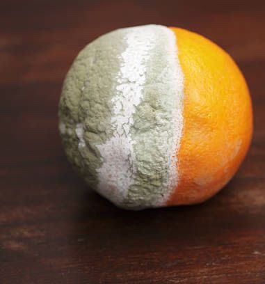 Rotting orange