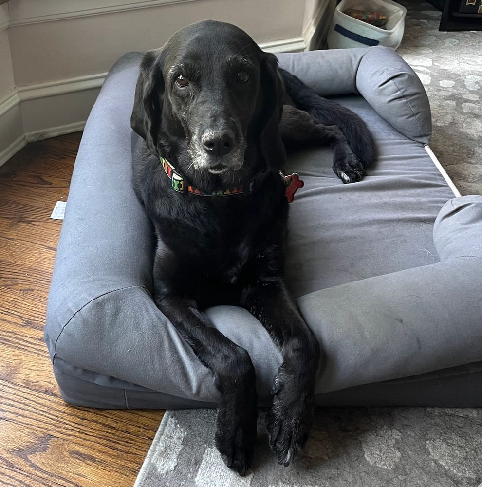 Photo of lovely Maybelle, a black hound/lab rescue doggo.