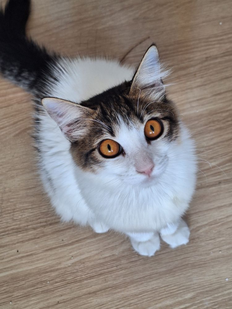 gato branco com marrom e olhos laranjas olhando pra cima