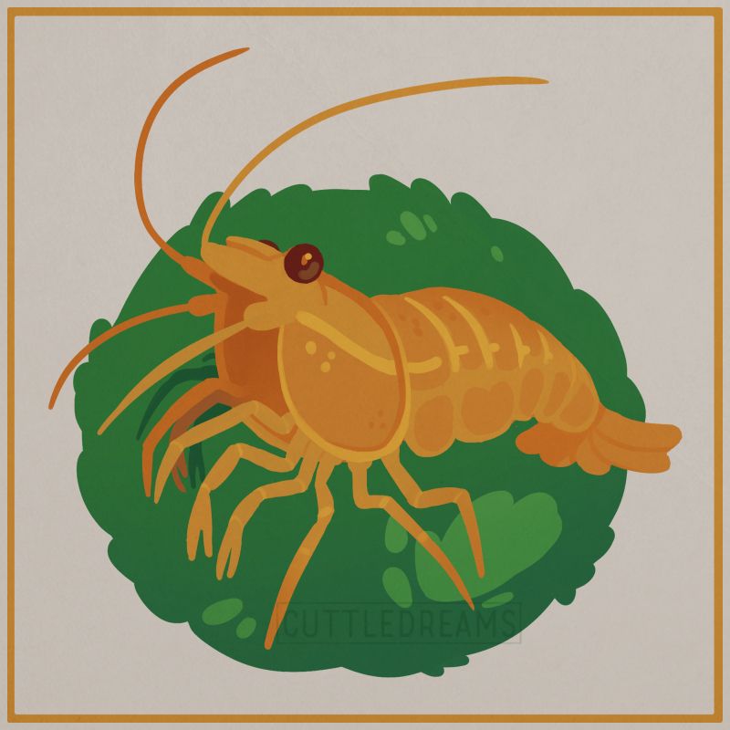 A drawing of an orange neocaradina shrimp with a green moss ball behind it. 