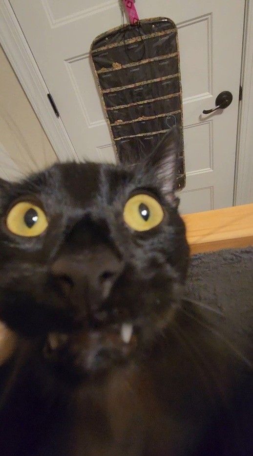 A very awkward looking black cat staring off into space with its fang poking out of its lips 
