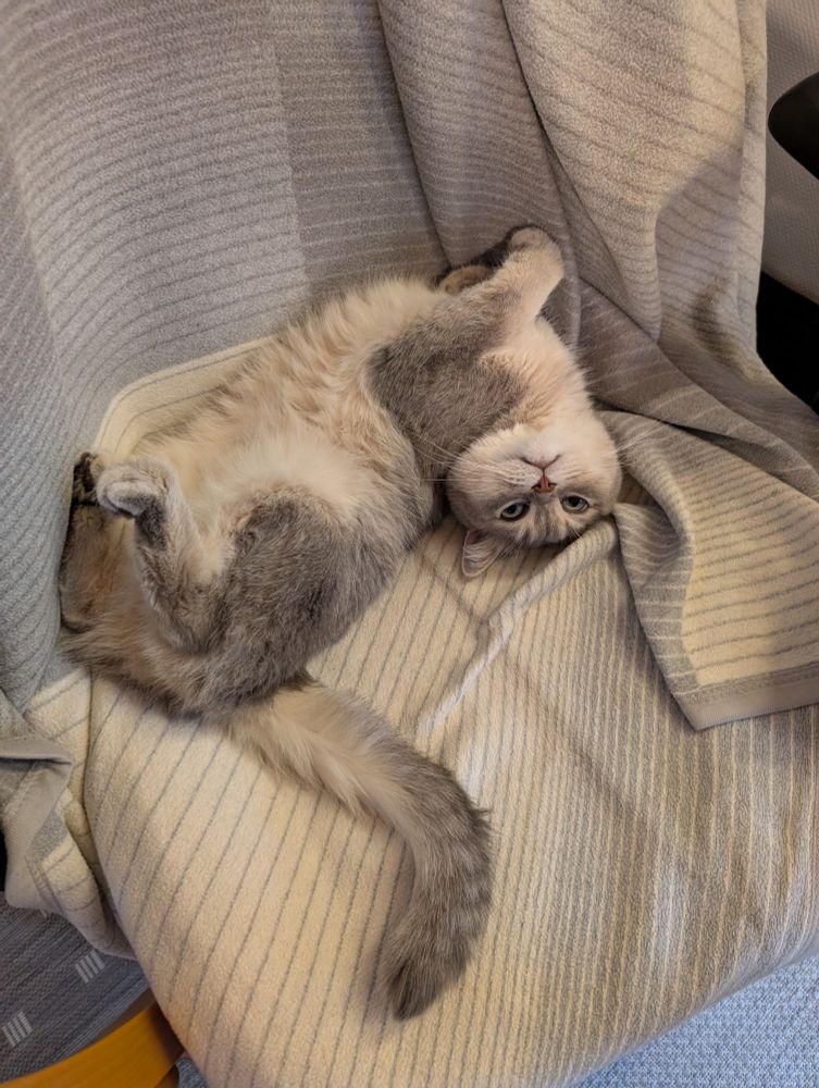 Ein grauweißer Kater liegt auf dem Rücken in verrenkter Pose auf meinem Bürostuhl und schläft selig