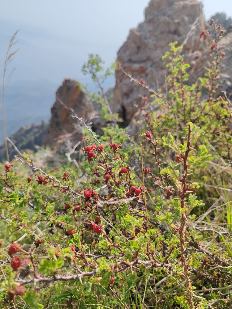 Куст горного шиповника