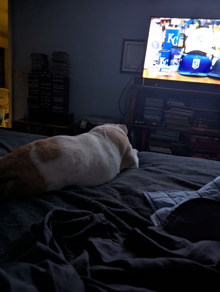 Cocoa the granddog and I watching a Royals game together. 