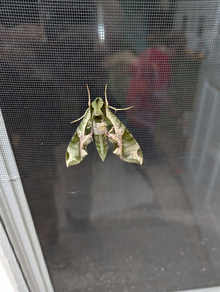 Giant moth in camo hanging out on a screen door. 