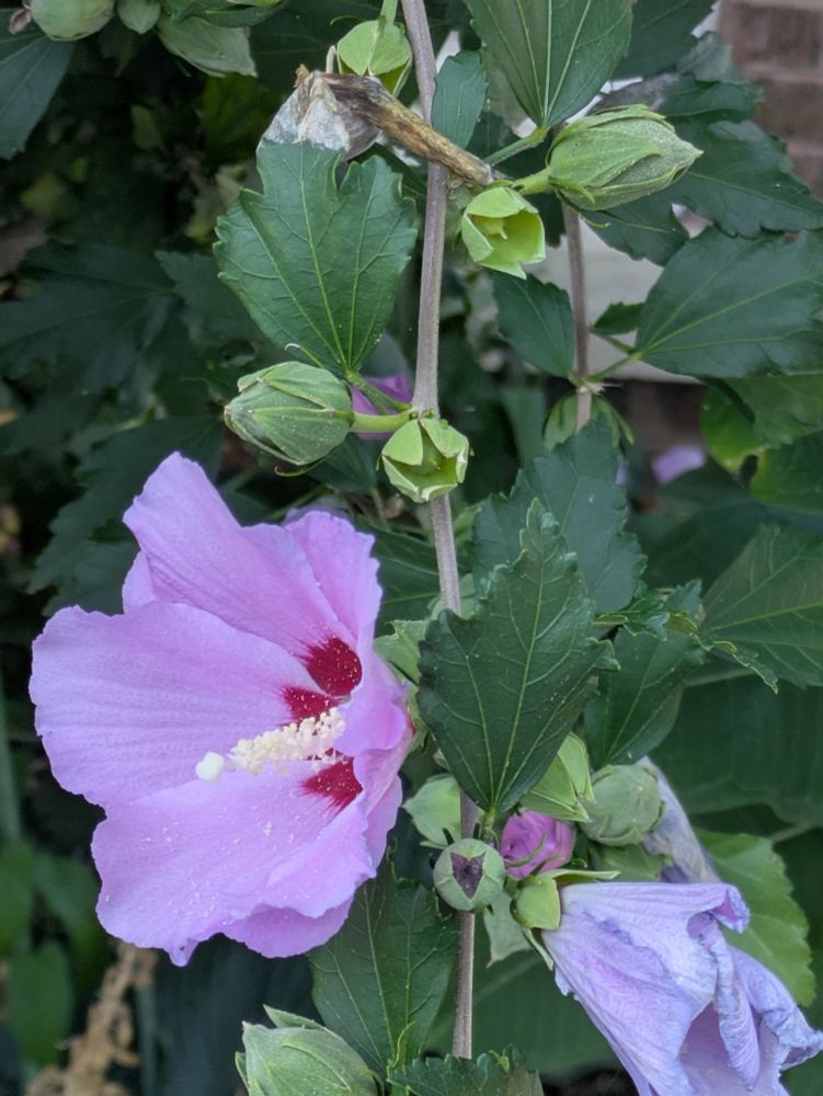 Lilac colored flowers with maroon centers and lots of new green buds on a bush.
