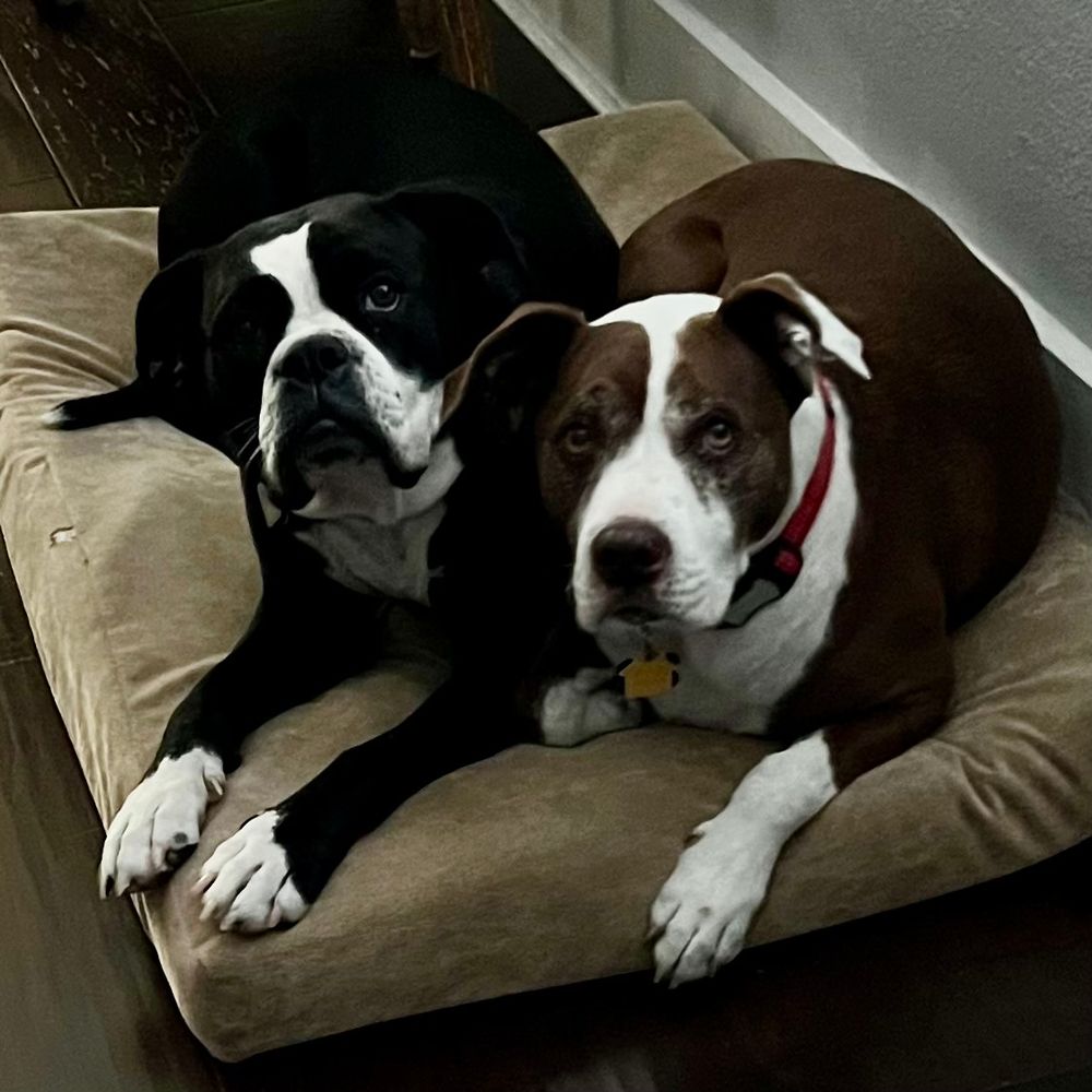Two dogs lying on a bed, staring at camera, 
waiting for breakfast.