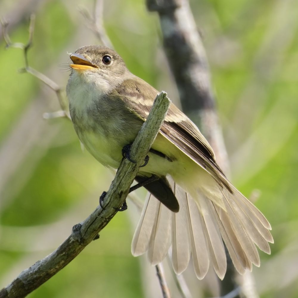 A Willow Flycatcher is perched on a small branch, facing the camera. It is singing with splayed tail feathers. The background consists of blurred foliage and branches that meld with the tail.
