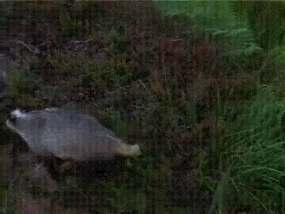 a squirrel is walking through a muddy forest with the word nope written on the bottom of the screen .