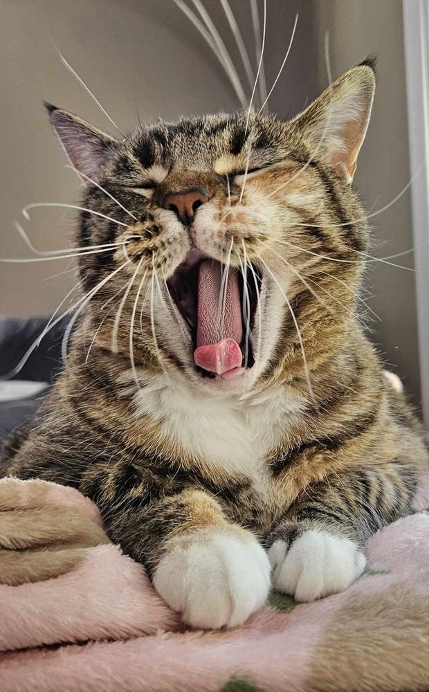 A standard issue cat yawning