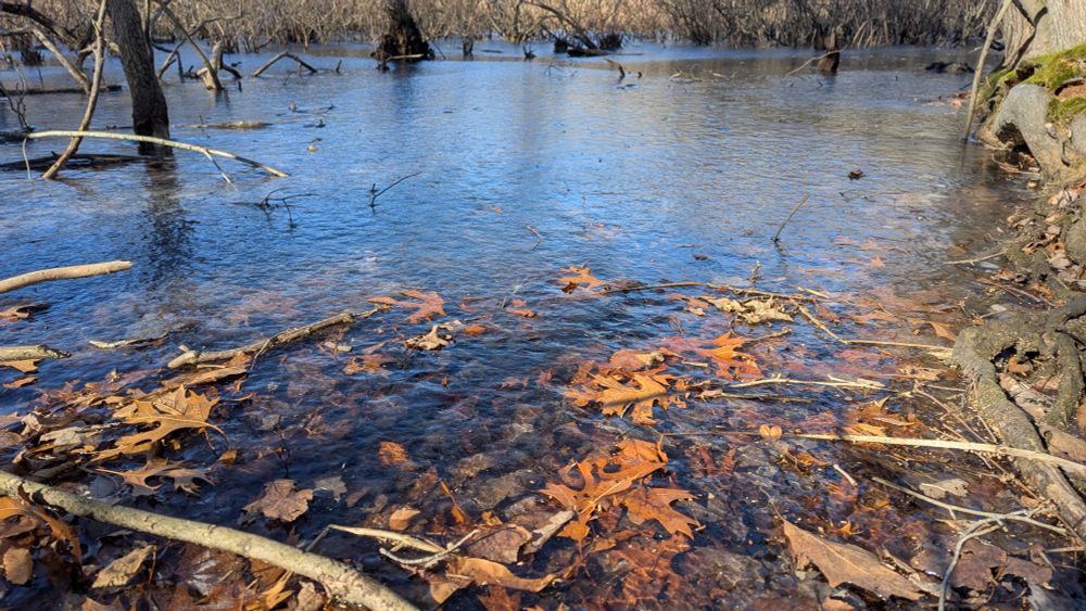 A frozen pond with vibrant orange leaves under a clear layer of ice. The frozen surface reflects blue, and extends to the shrubs in the distance. The shadows of the trees are bold across the image.