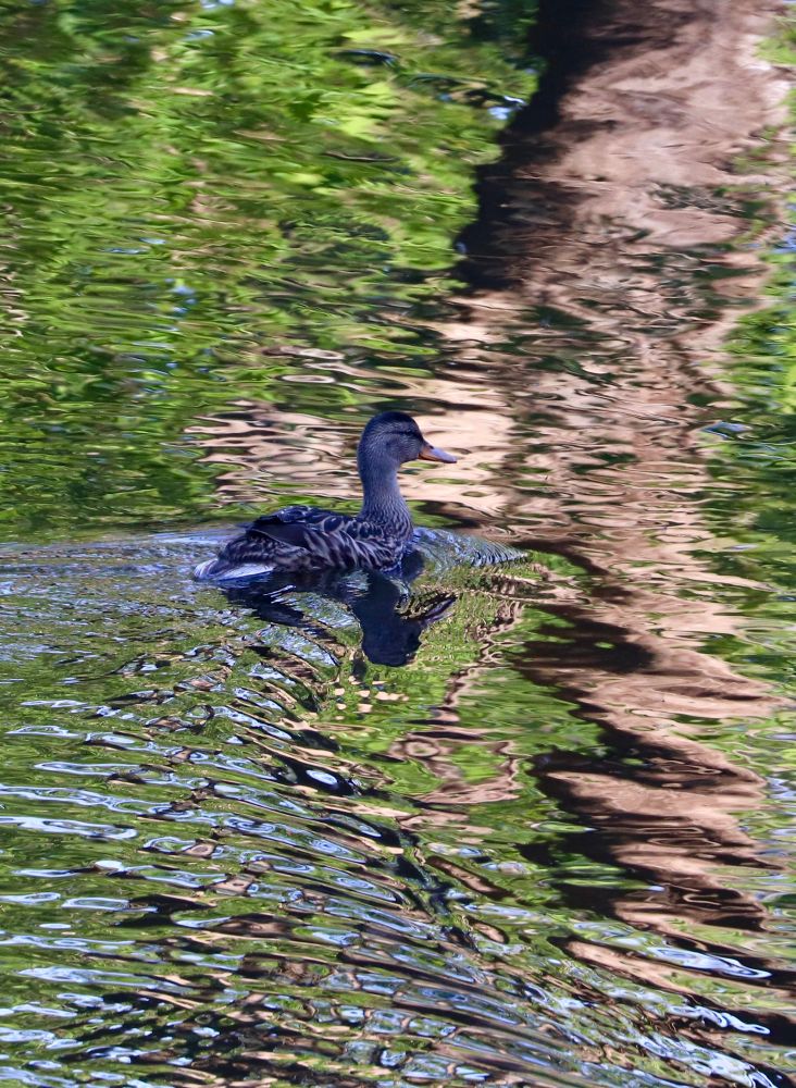Mallard shimmering by
