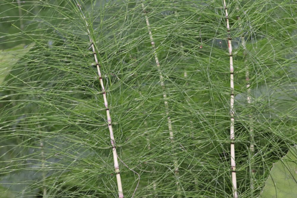 Giant horsetail