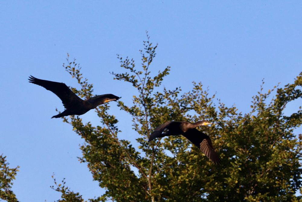 Two cormorants roosting