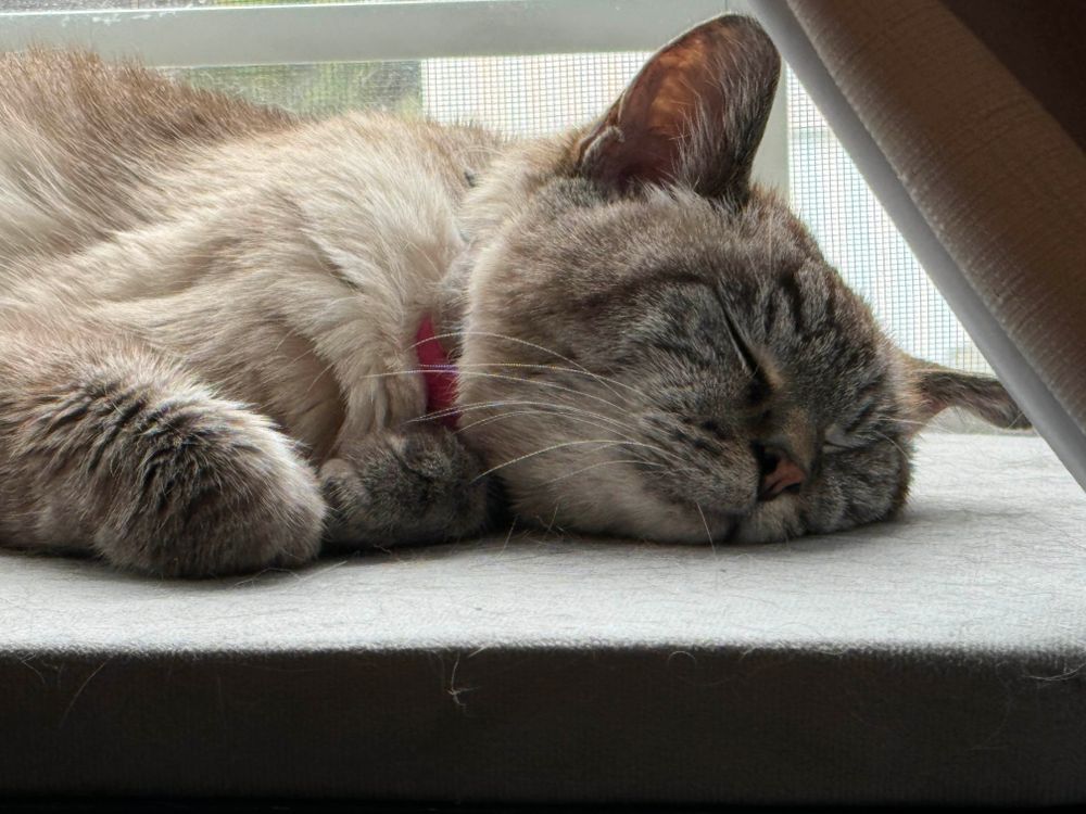 Violet the tabby siamese cat asleep on a window ledge 